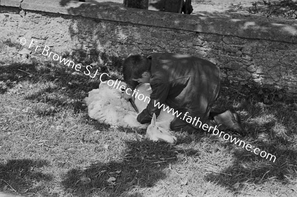 SHEARING A SHEEP AT BALLYDAVID NEAR POOLE'S CROSS